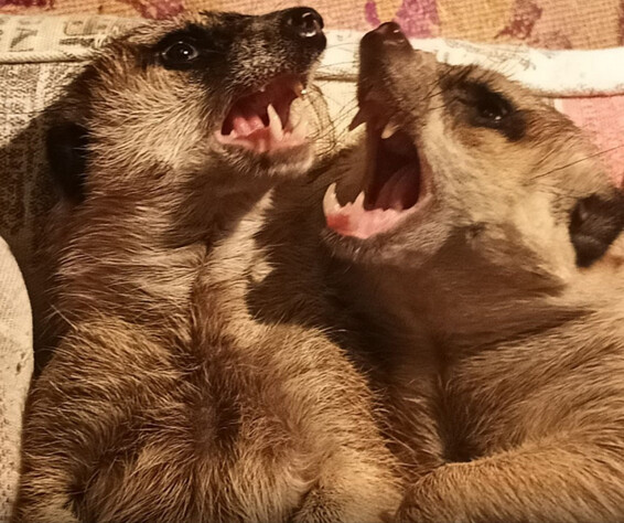 Стоит ли заводить суриката дома? Реальные минусы, поведение, стоимость содержания и проблемы, с которыми сталкиваются владельцы. Честно и без прикрас. *